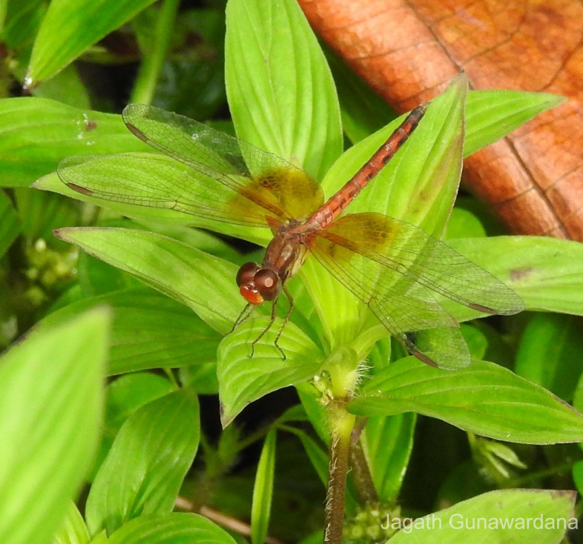 Neurothemis intermedia Rambur, 1842